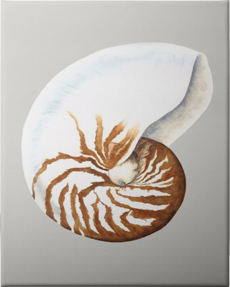 Nautilus - Unframed Canvas Unframed Canvas