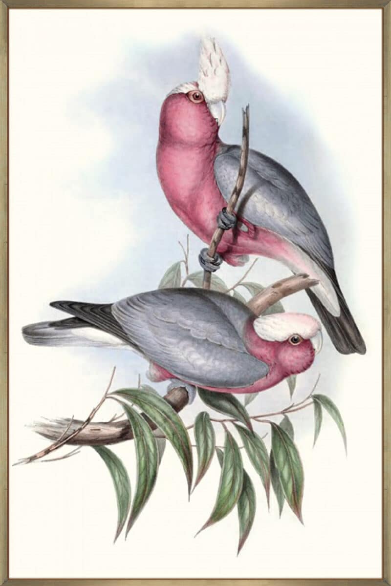 Pastel Parrots III - Canvas Gallery Champagne