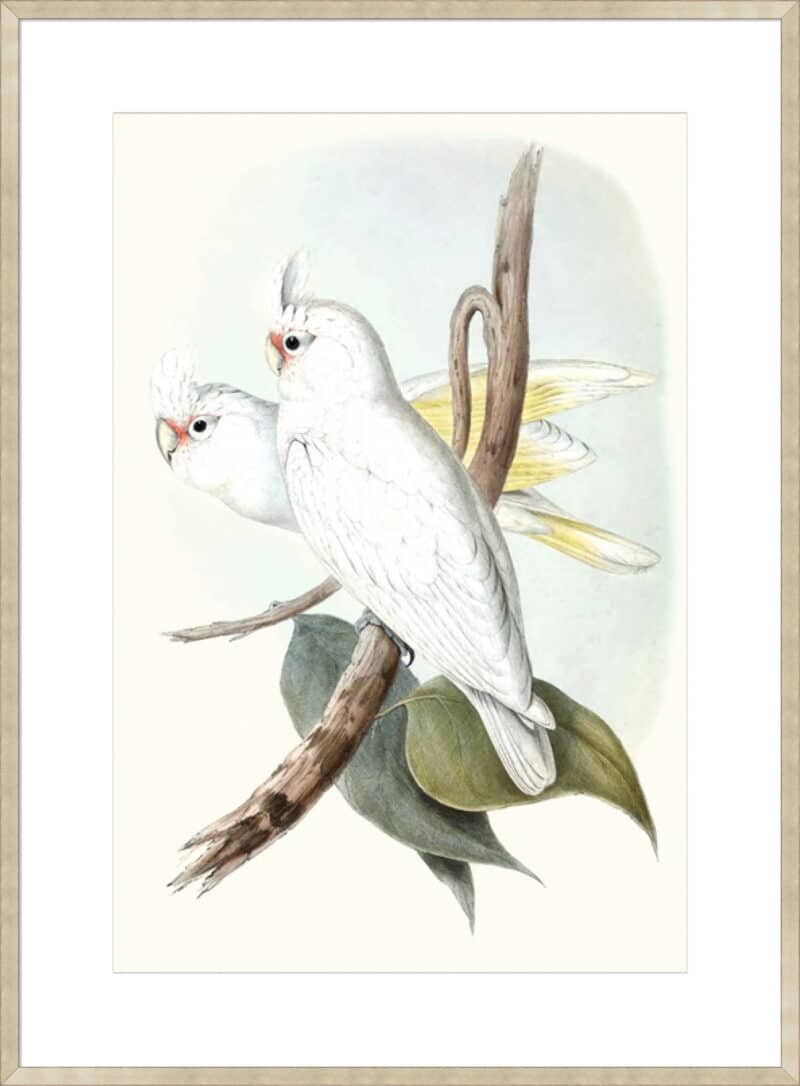 Pastel Parrots II - 10cm Mount Board Sm. Box Champagne