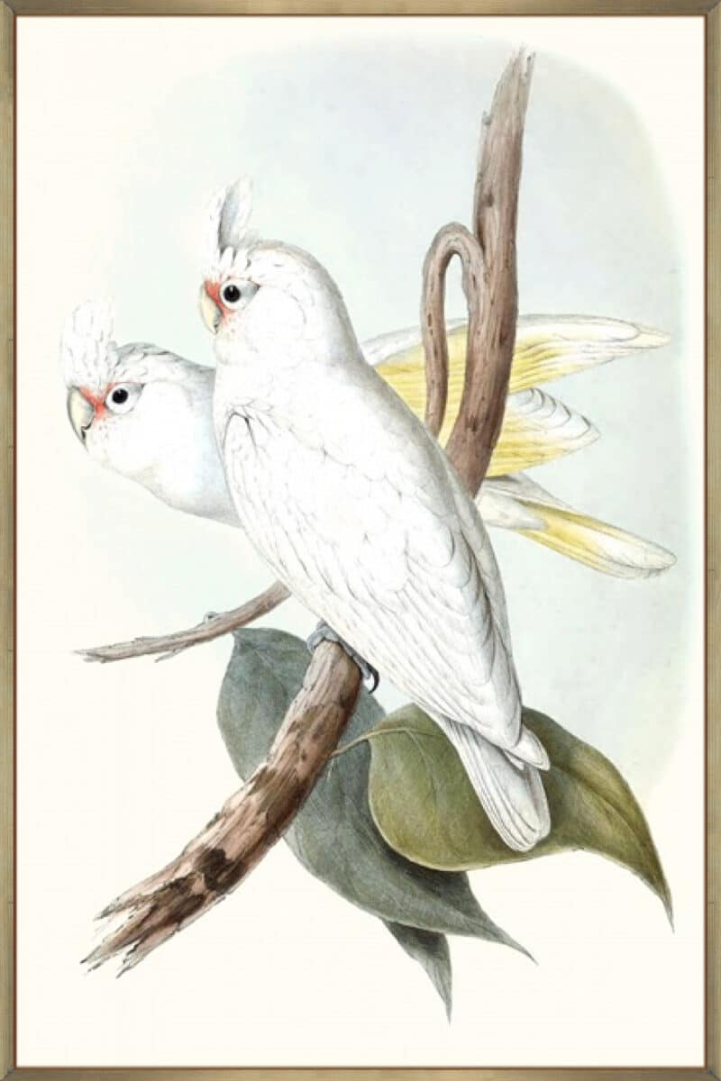 Pastel Parrots II - Canvas Gallery Champagne