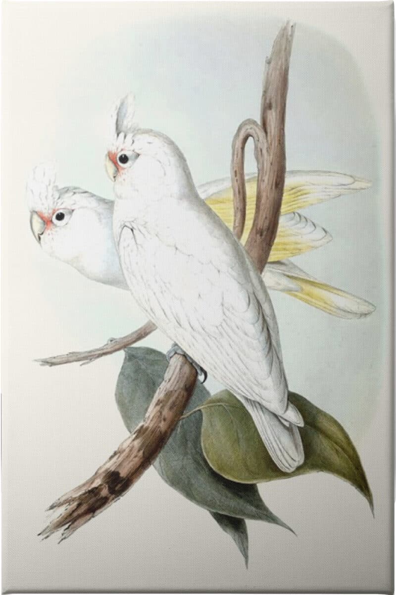 Pastel Parrots II - Unframed Canvas Unframed Canvas