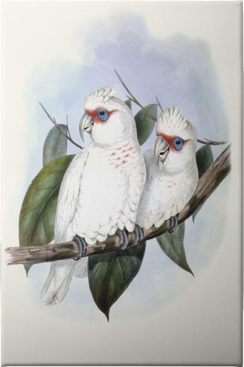 Pastel Parrots IV - Unframed Canvas Unframed Canvas
