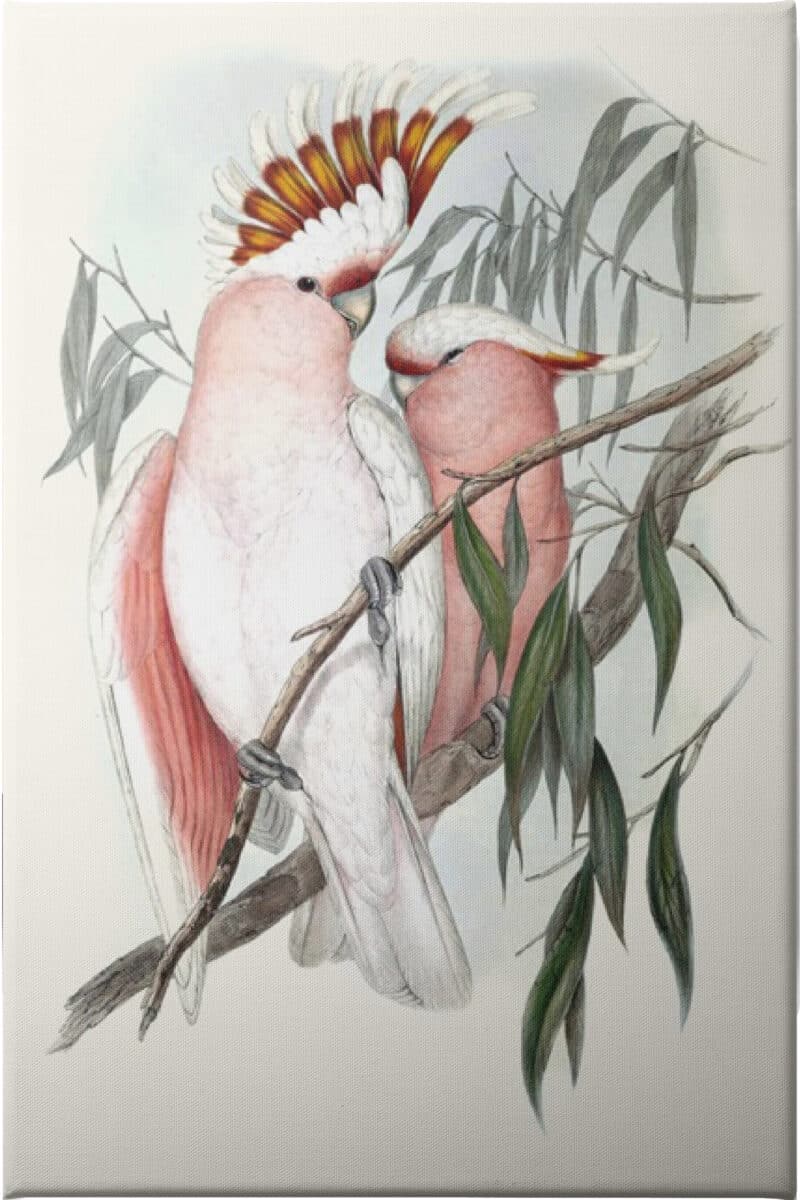 Pastel Parrots I - Unframed Canvas Unframed Canvas