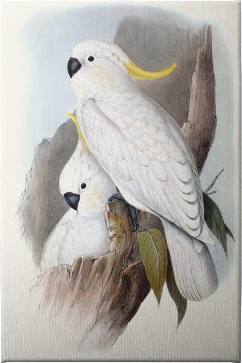 Pastel Parrots V - Unframed Canvas Unframed Canvas