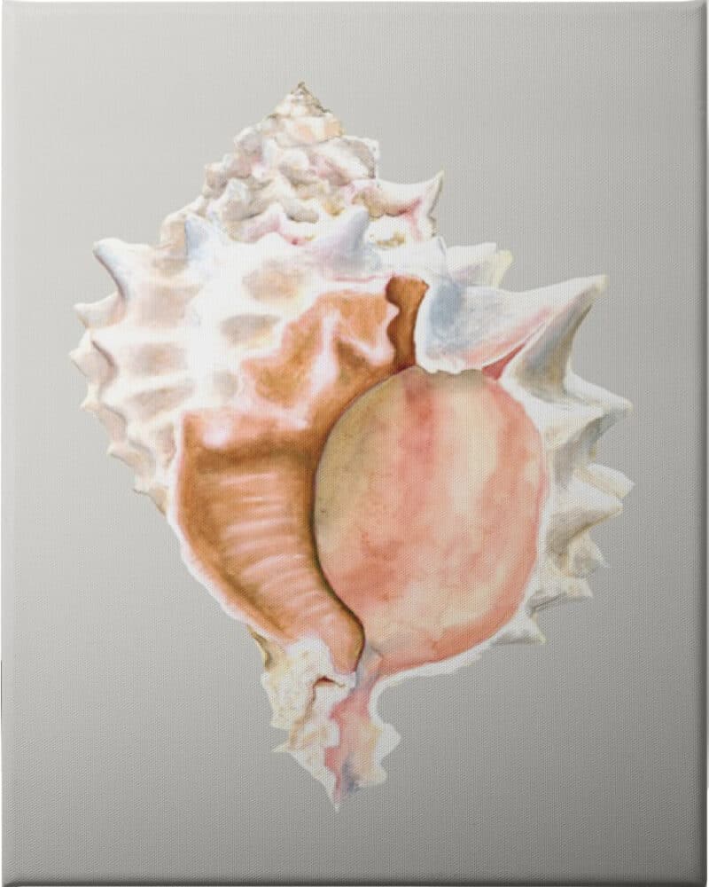 Pink Murex - Unframed Canvas Unframed Canvas