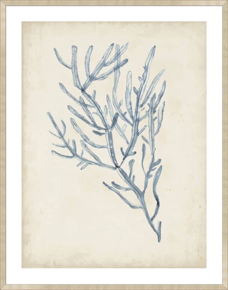 Seaweed Specimens III - 5cm White Border Sm. Box Champagne