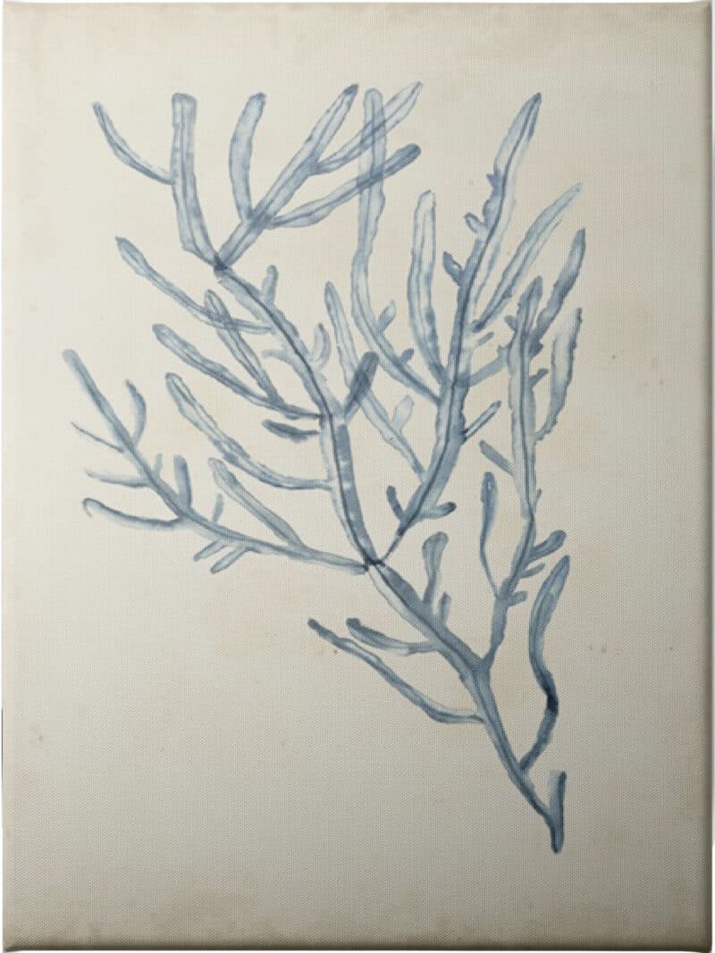 Seaweed Specimens III - Unframed Canvas Unframed Canvas