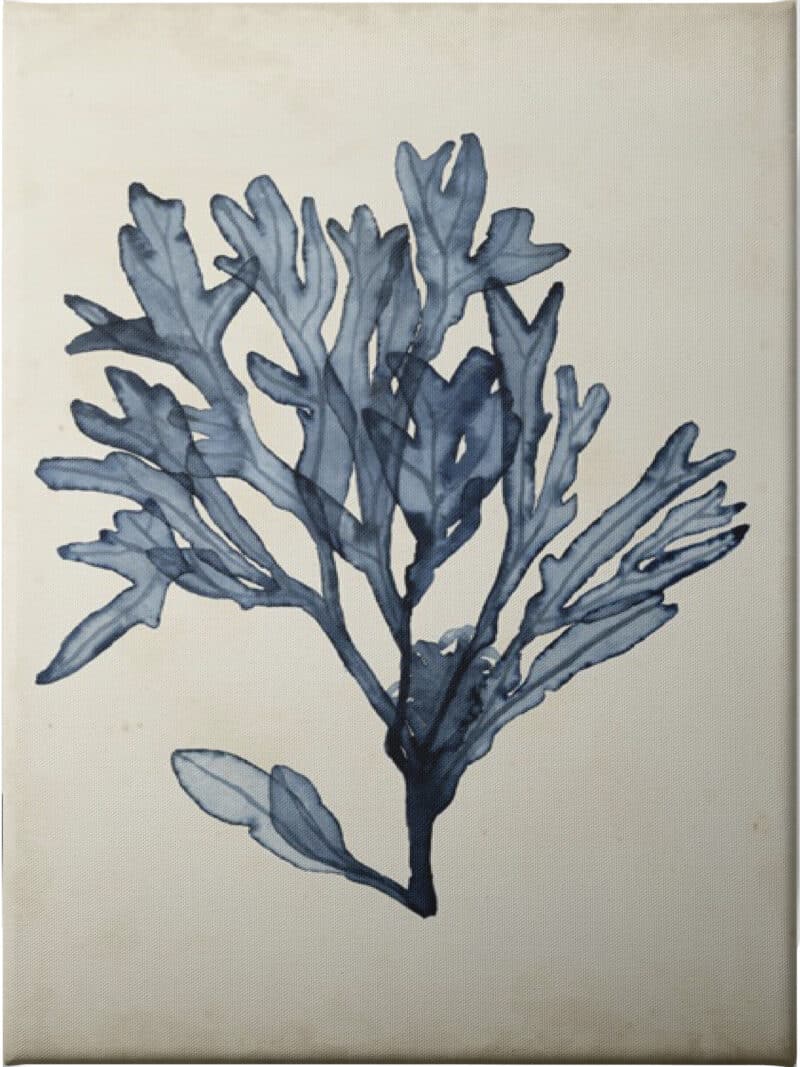 Seaweed Specimens II - Unframed Canvas Unframed Canvas