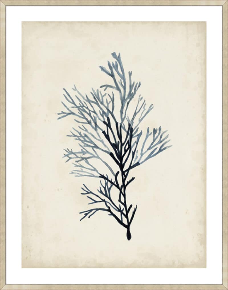 Seaweed Specimens IV - 5cm White Border Sm. Box Champagne