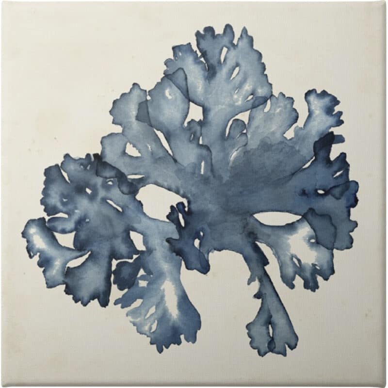 Seaweed Specimens IX - Unframed Canvas Unframed Canvas