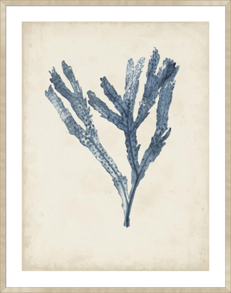 Seaweed Specimens I - 5cm White Border Sm. Box Champagne