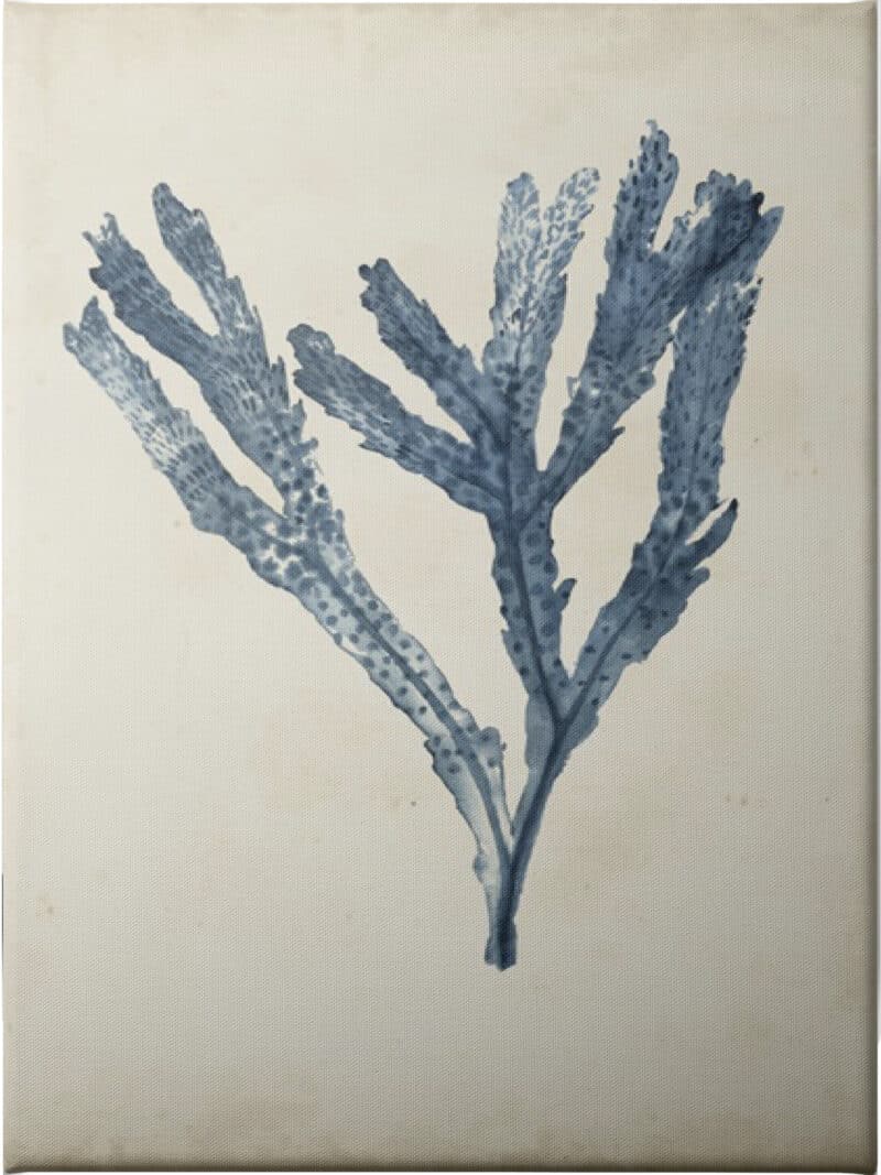 Seaweed Specimens I - Unframed Canvas Unframed Canvas