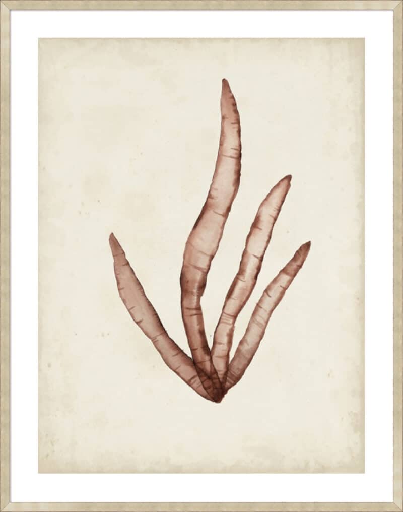 Seaweed Specimens VIII - 5cm White Border Sm. Box Champagne