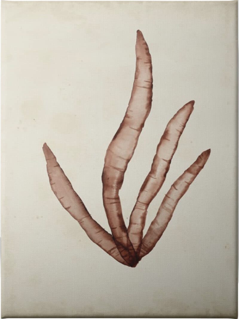 Seaweed Specimens VIII - Unframed Canvas Unframed Canvas