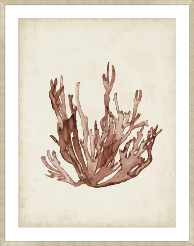 Seaweed Specimens VII - 5cm White Border Sm. Box Champagne