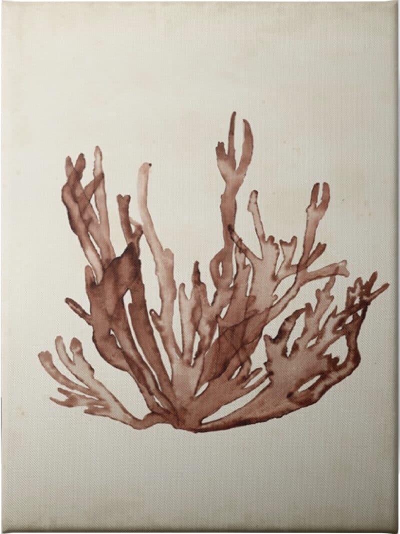 Seaweed Specimens VII - Unframed Canvas Unframed Canvas