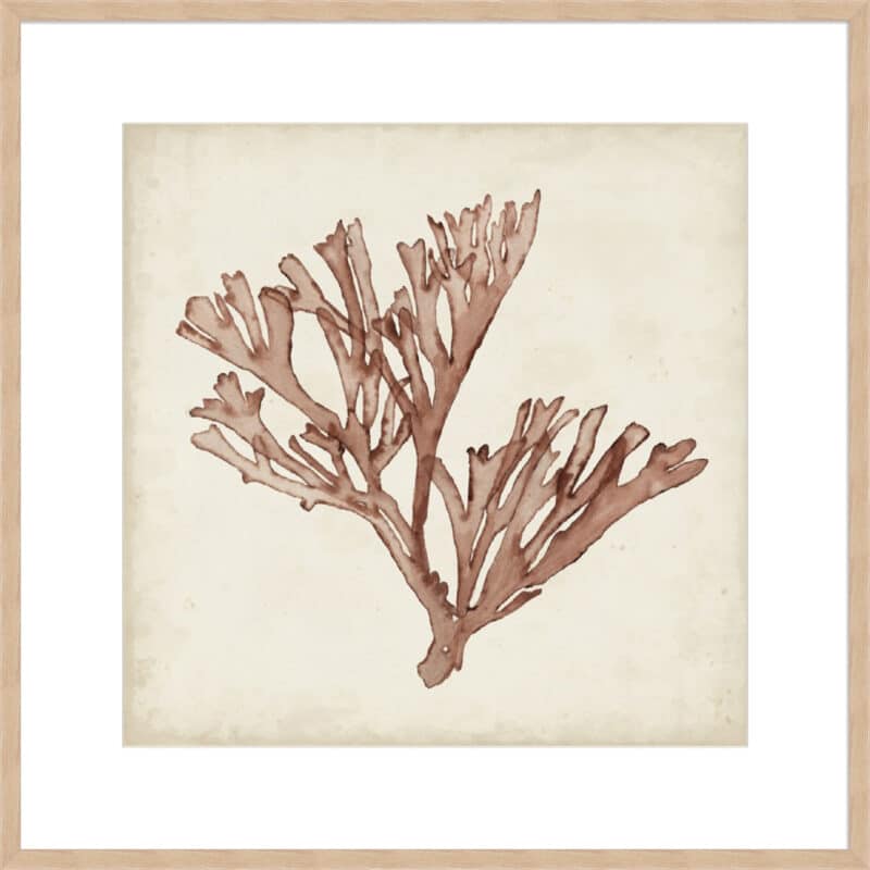 Seaweed Specimens XIII - 10cm Mount Board Box Natural