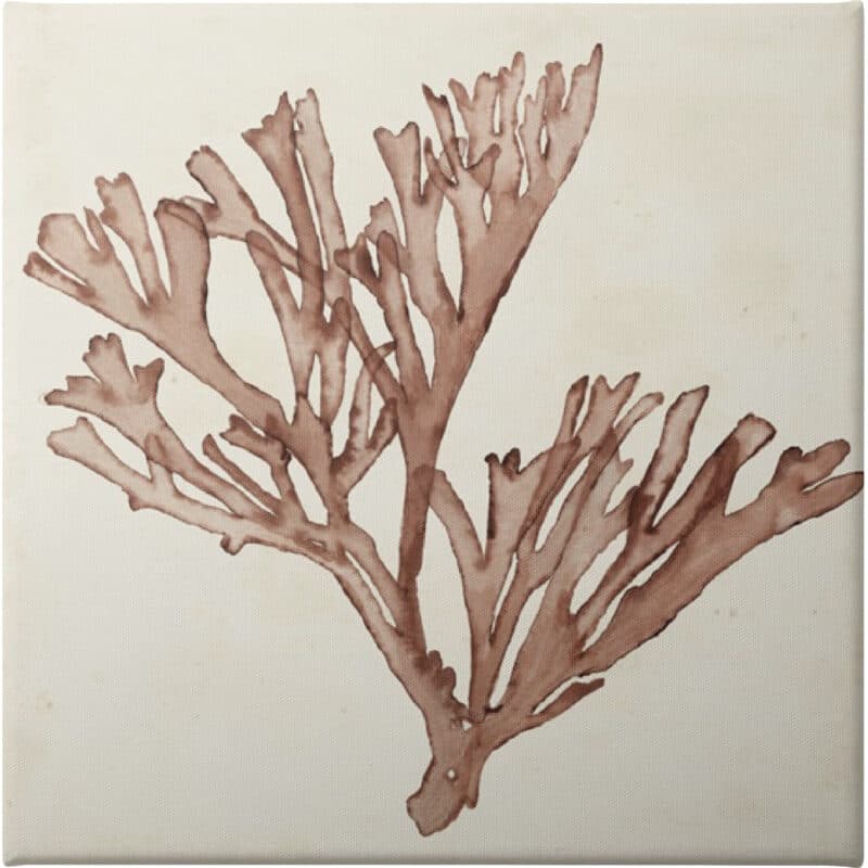 Seaweed Specimens XIII - Unframed Canvas Unframed Canvas