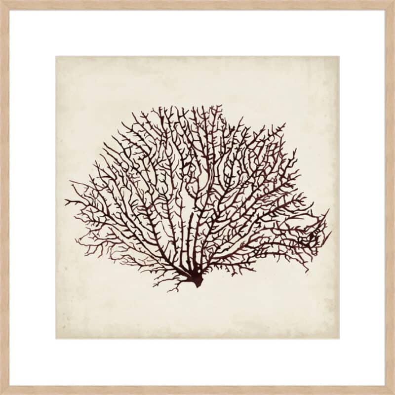 Seaweed Specimens XII - 10cm Mount Board Box Natural