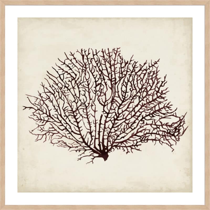 Seaweed Specimens XII - 5cm White Border Box Natural