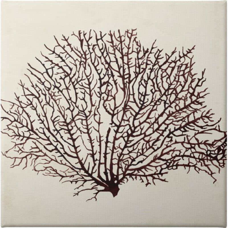 Seaweed Specimens XII - Unframed Canvas Unframed Canvas