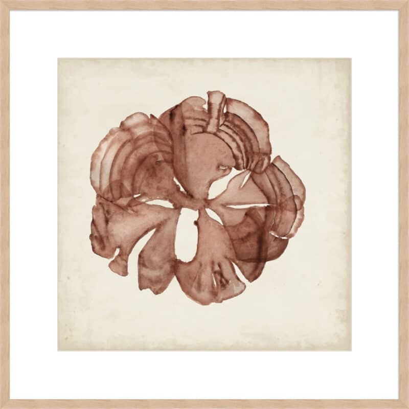 Seaweed Specimens XIV - 10cm Mount Board Box Natural