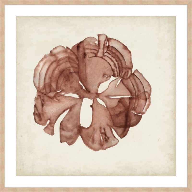 Seaweed Specimens XIV - 5cm White Border Box Natural