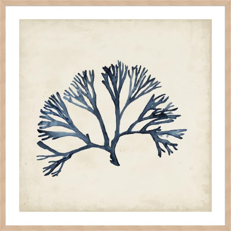 Seaweed Specimens XI - 5cm White Border Box Natural