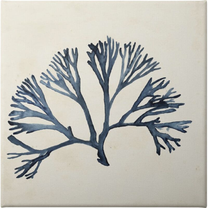 Seaweed Specimens XI - Unframed Canvas Unframed Canvas