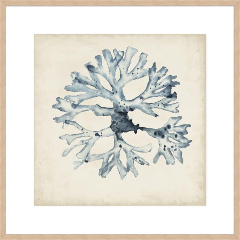 Seaweed Specimens X - 10cm Mount Board Box Natural