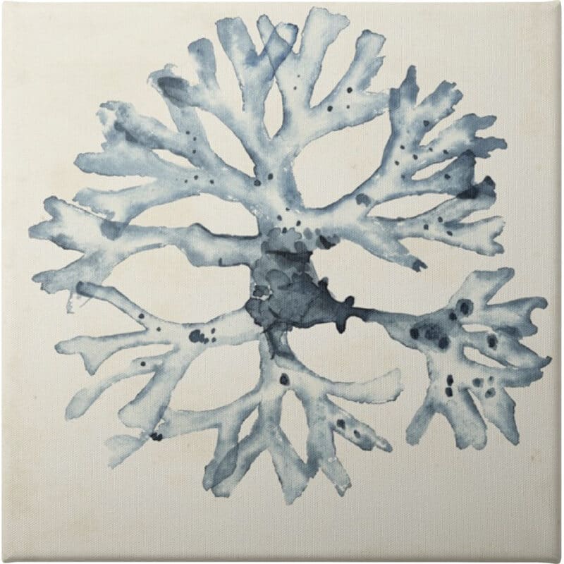 Seaweed Specimens X - Unframed Canvas Unframed Canvas