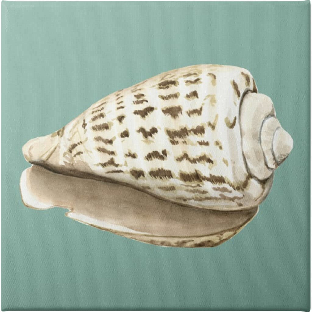 Shell on Aqua II - Unframed Canvas - La Grolla