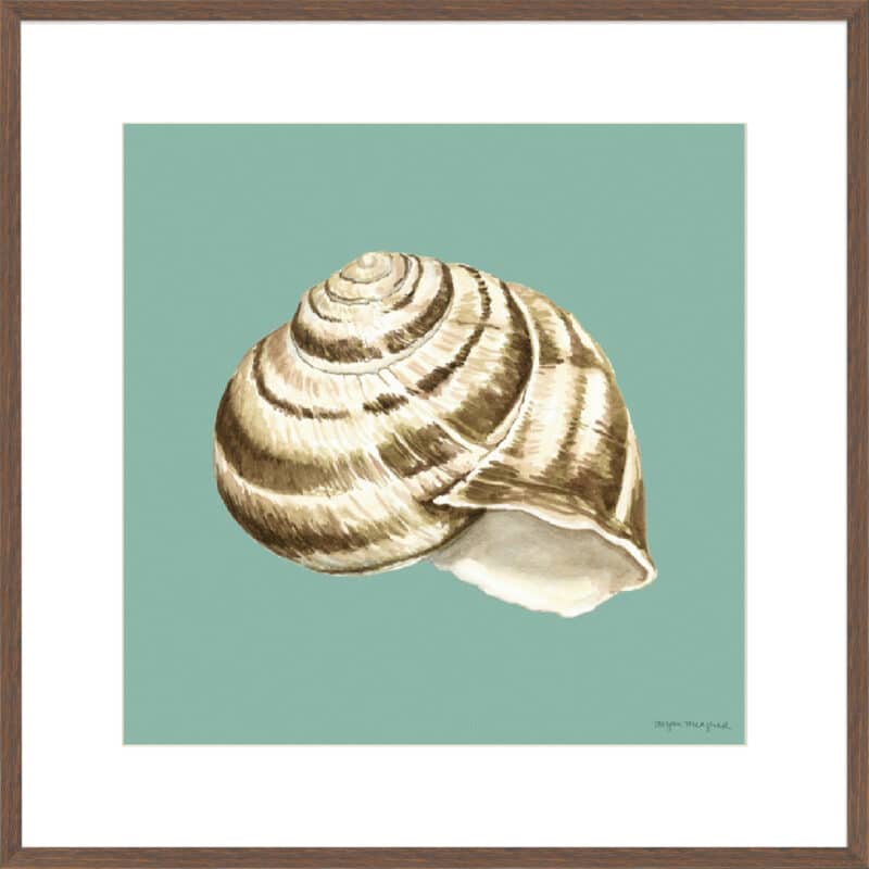 Shell on Aqua I - 10cm Mount Board Box Walnut