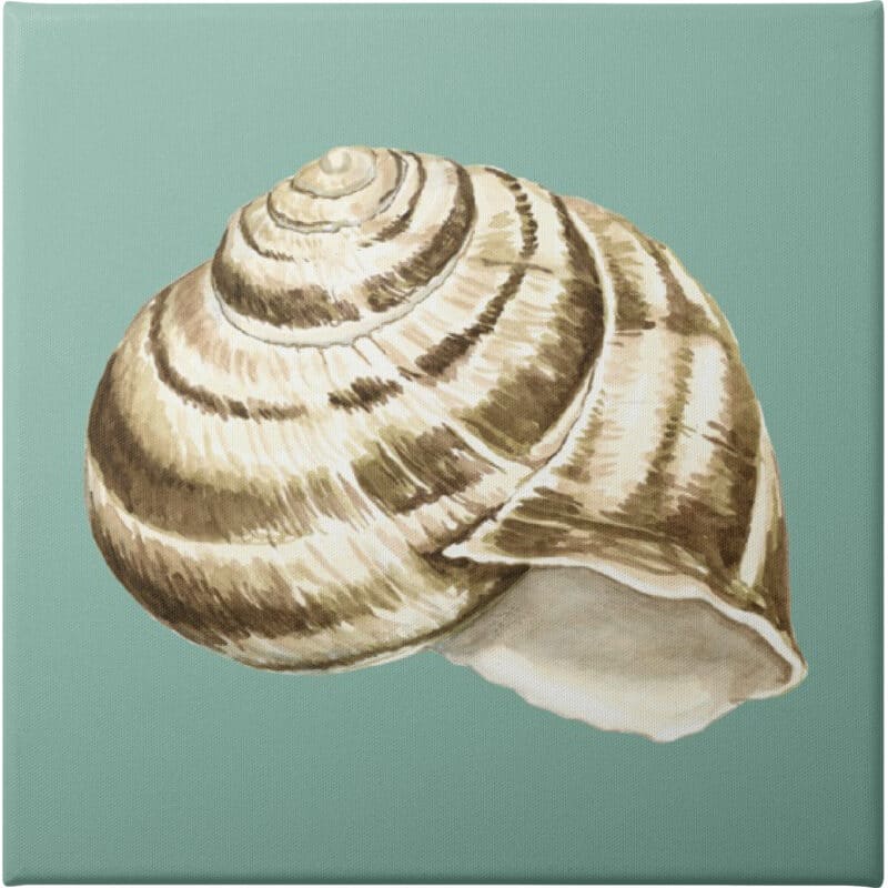 Shell on Aqua I - Unframed Canvas Unframed Canvas