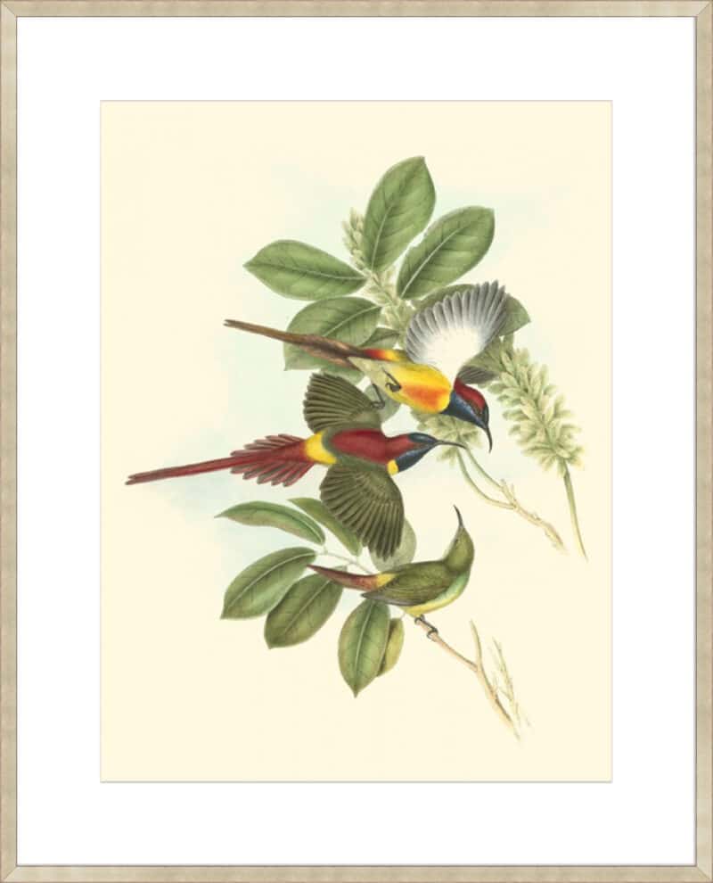 Small Birds of Tropics III - 10cm Mount Board Sm. Box Champagne