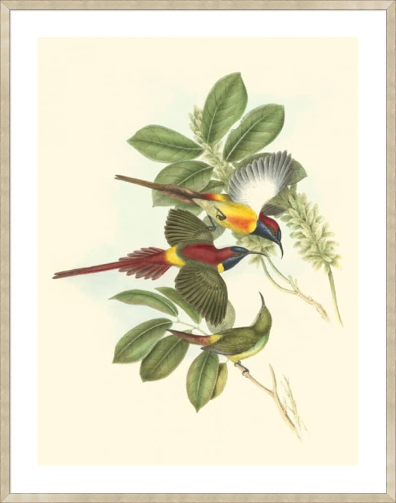 Small Birds of Tropics III - 5cm White Border Sm. Box Champagne