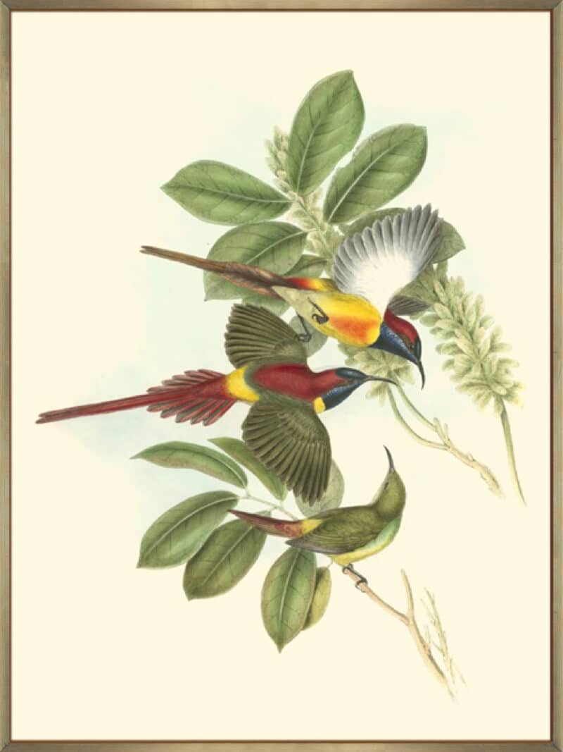 Small Birds of Tropics III - Canvas Gallery Champagne