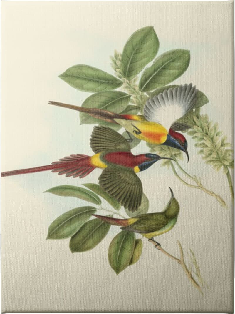 Small Birds of Tropics III - Unframed Canvas Unframed Canvas
