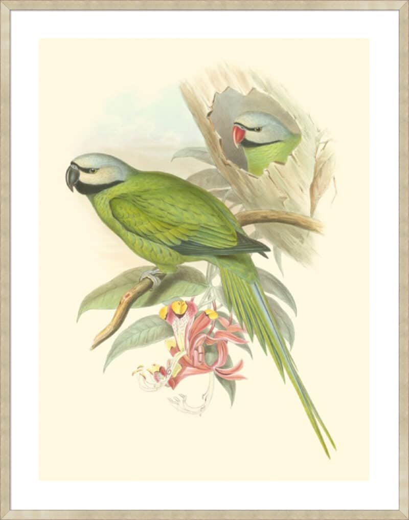 Small Birds of Tropics II - 5cm White Border Sm. Box Champagne