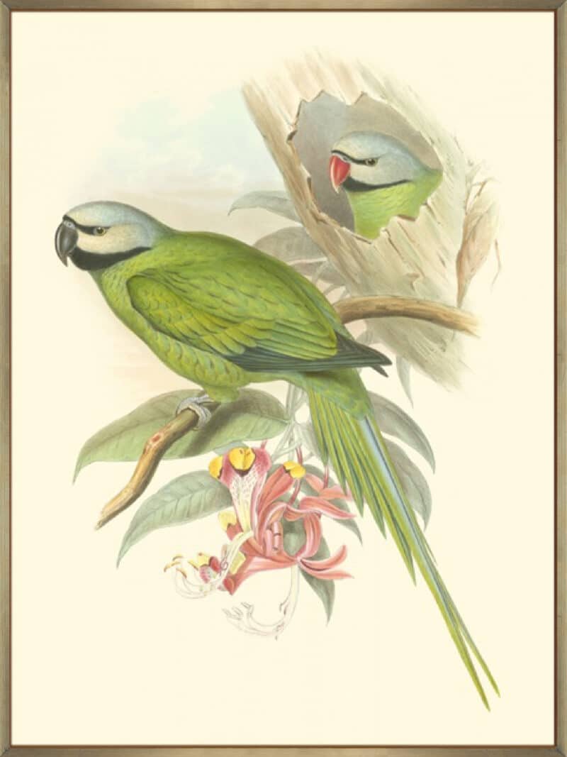 Small Birds of Tropics II - Canvas Gallery Champagne