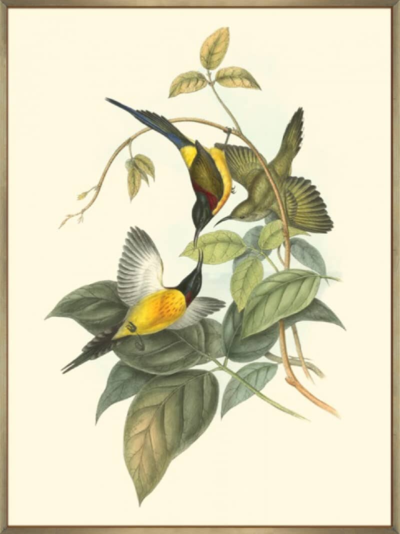 Small Birds of Tropics IV - Canvas Gallery Champagne