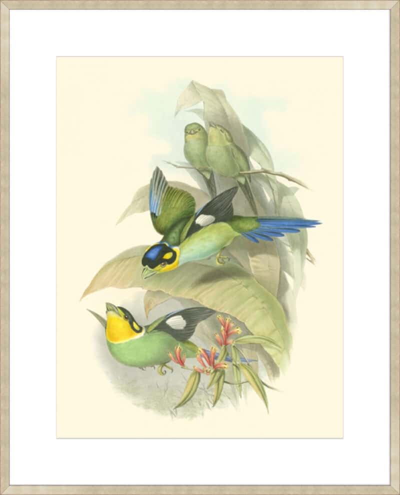 Small Birds of Tropics I - 10cm Mount Board Sm. Box Champagne