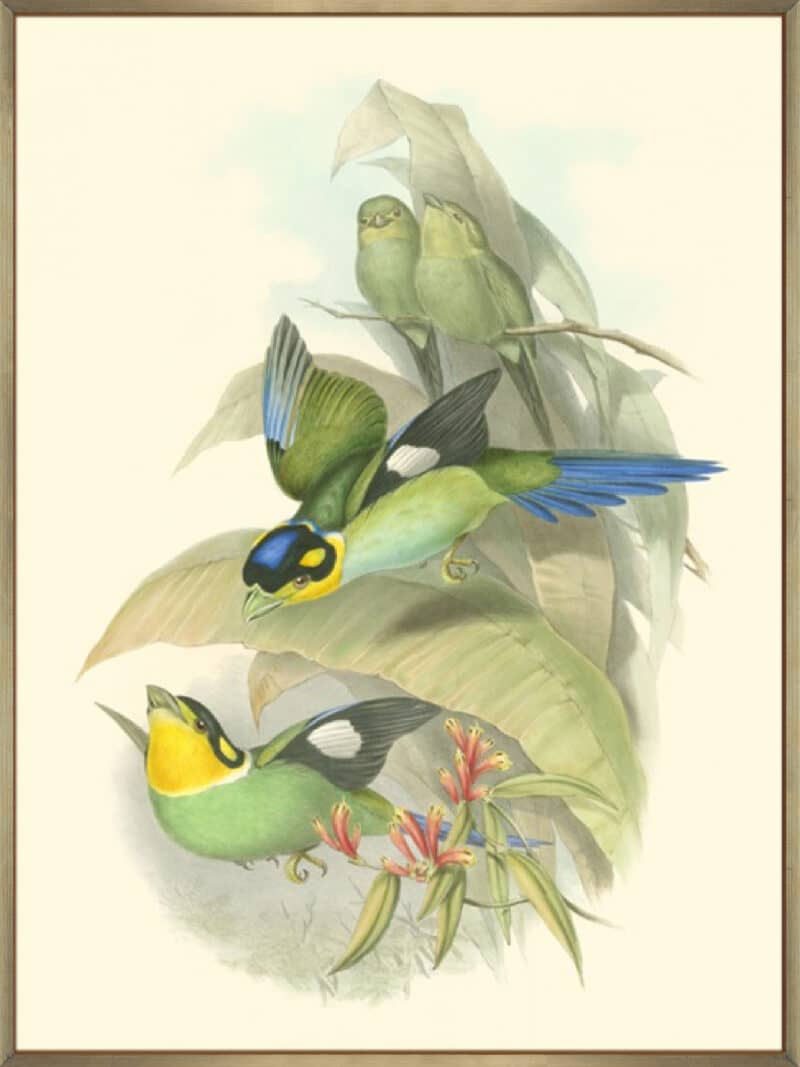 Small Birds of Tropics I - Canvas Gallery Champagne