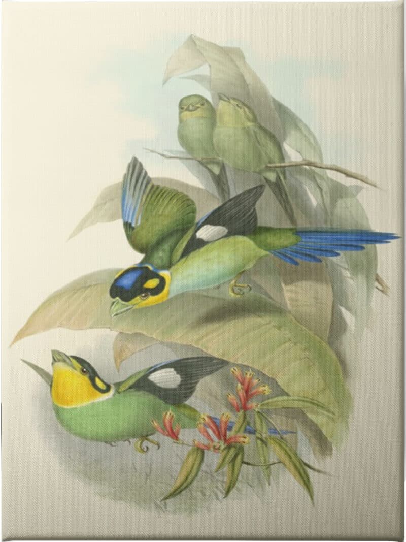 Small Birds of Tropics I - Unframed Canvas Unframed Canvas