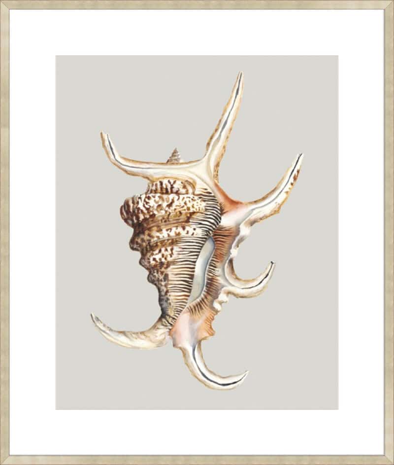 Spider Conch - 10cm Mount Board Sm. Box Champagne