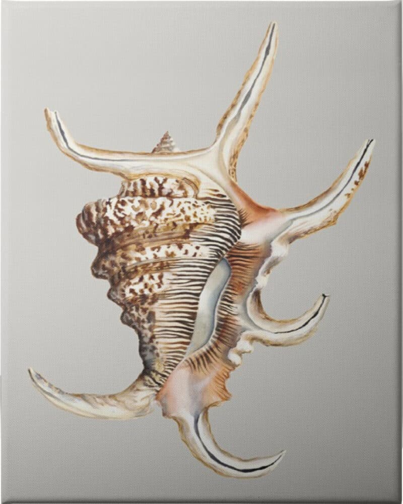 Spider Conch - Unframed Canvas Unframed Canvas