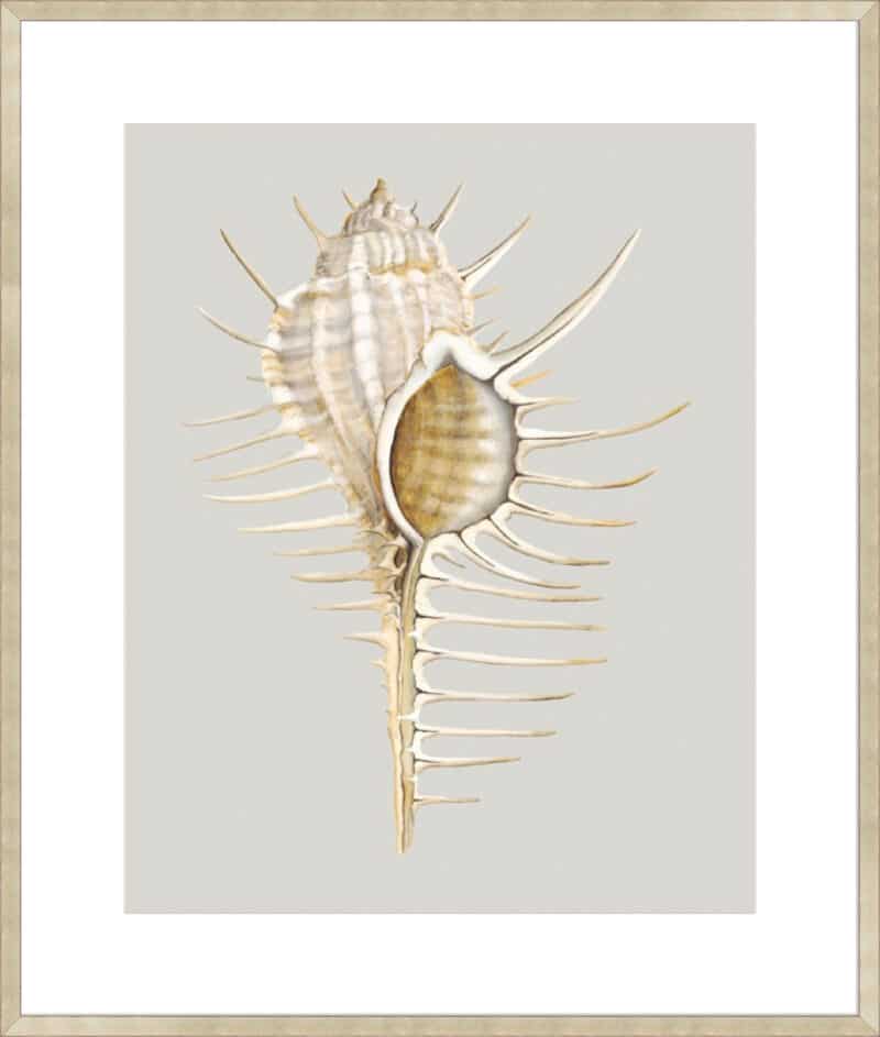 Spiney Murex - 10cm Mount Board Sm. Box Champagne