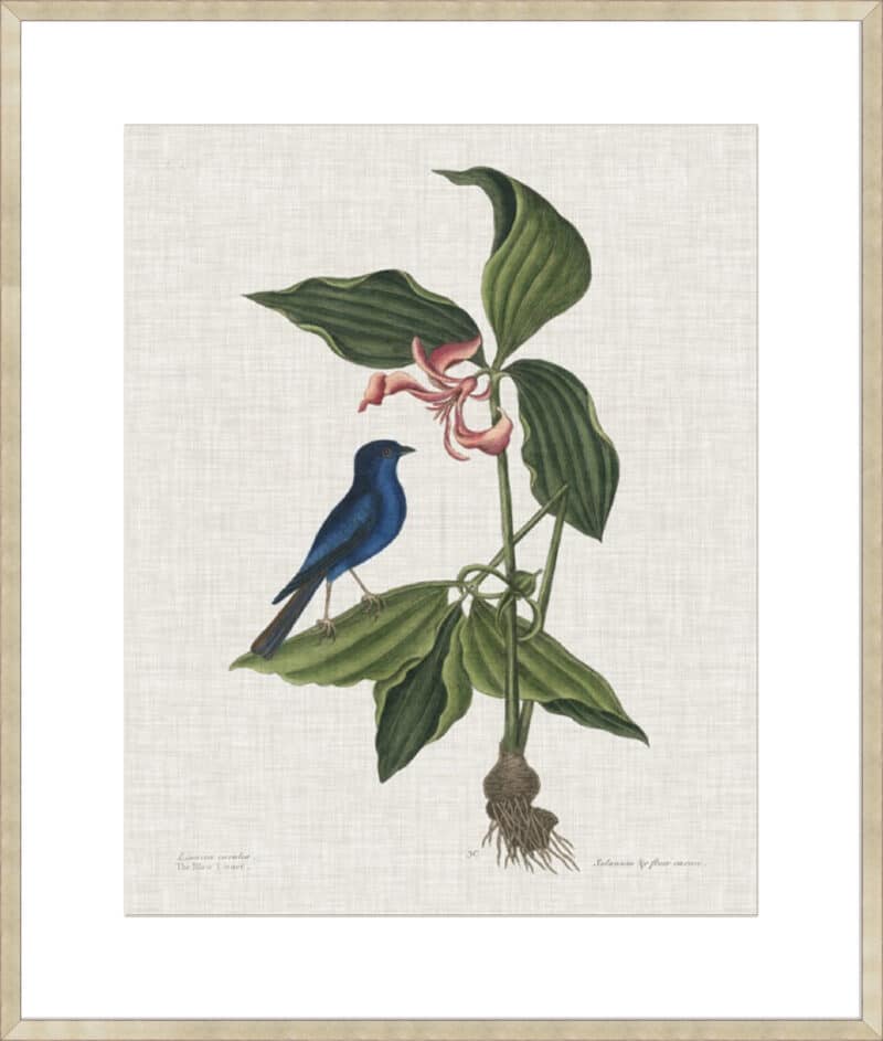 Studies in Nature III - 10cm Mount Board Sm. Box Champagne