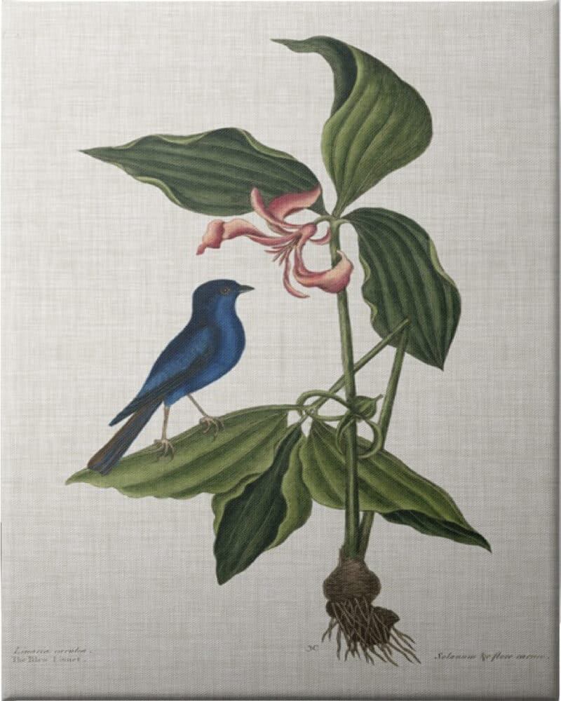 Studies in Nature III - Unframed Canvas Unframed Canvas