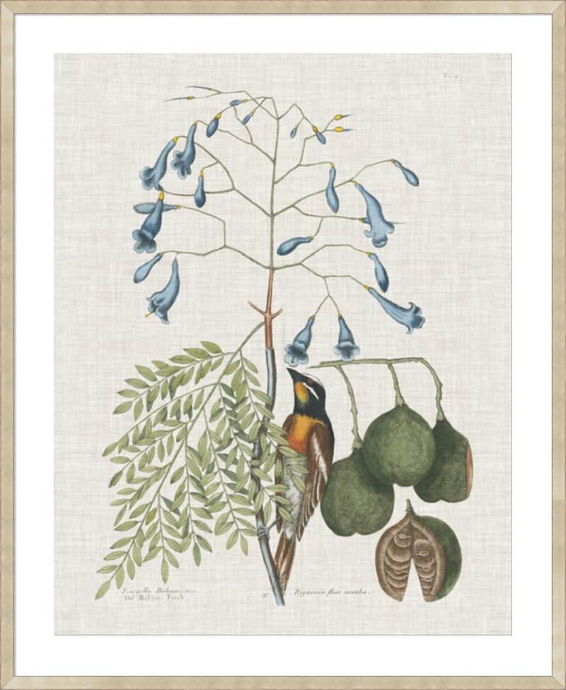 Studies in Nature II - 5cm White Border Sm. Box Champagne